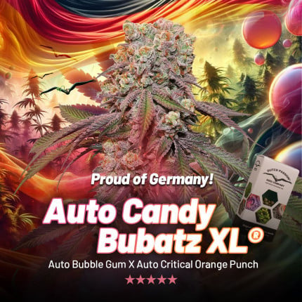Dutch Passion Auto Candy Bubatz XL