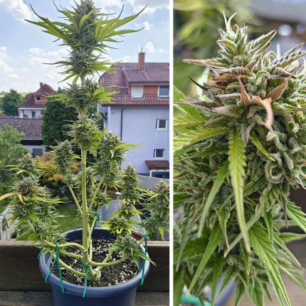 Dutch Passion Auto Candy Bubatz XL