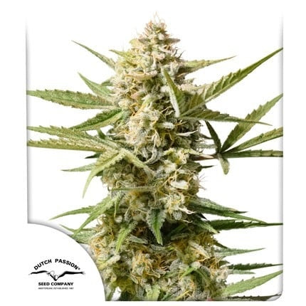 Dutch Passion Auto Cinderella Jack (Dutch Passion)