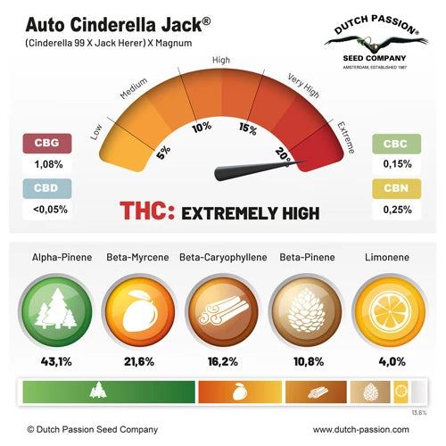 Dutch Passion Auto Cinderella Jack (Dutch Passion)