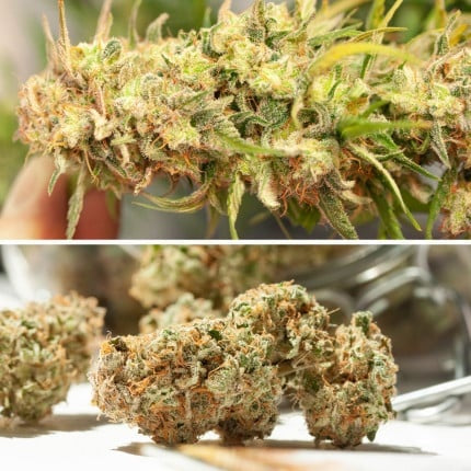 Dutch Passion Auto Cinderella Jack (Dutch Passion)
