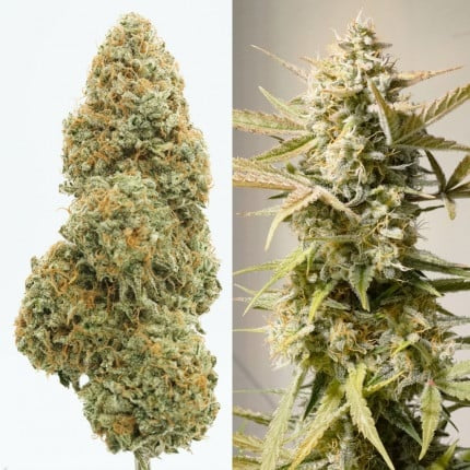 Dutch Passion Auto Cinderella Jack (Dutch Passion)