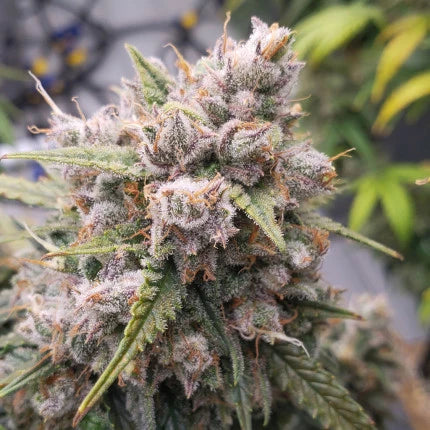 Dutch Passion Auto Cinderella Jack (Dutch Passion)