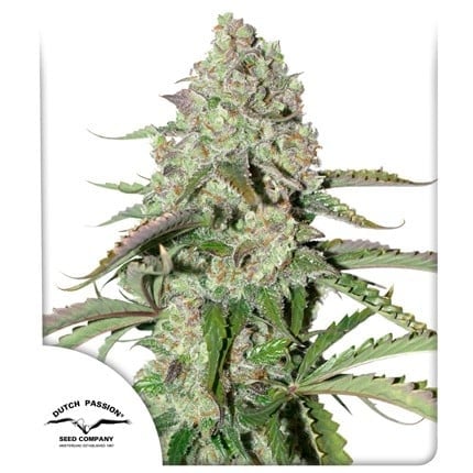 Dutch Passion Auto Colorado Cookies (Dutch Passion)