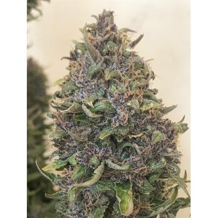 Dutch Passion Auto Creeper