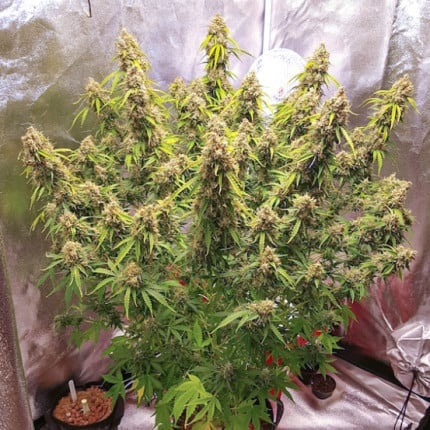 Dutch Passion Auto Creeper