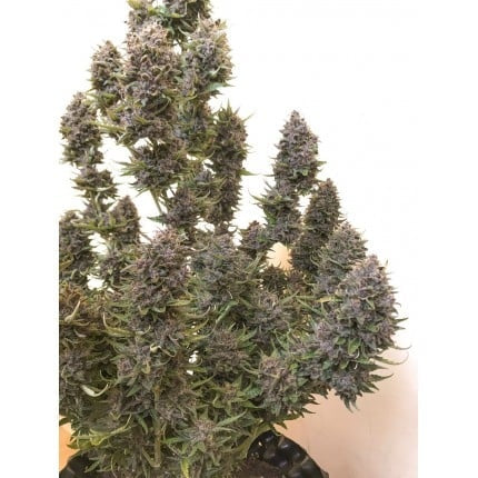 Dutch Passion Auto Creeper