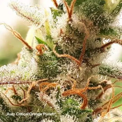 Dutch Passion Auto Critical Orange Punch (Dutch Passion)