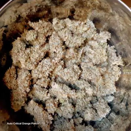 Dutch Passion Auto Critical Orange Punch