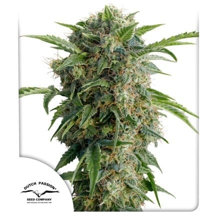 Dutch Passion Auto Daiquiri Lime (Dutch Passion)