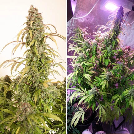 Dutch Passion Auto Daiquiri Lime (Dutch Passion)
