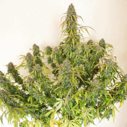 Dutch Passion Auto Daiquiri Lime (Dutch Passion)