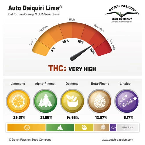 Dutch Passion Auto Daiquiri Lime