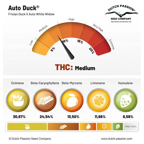 Dutch Passion Auto Duck (Dutch Passion)