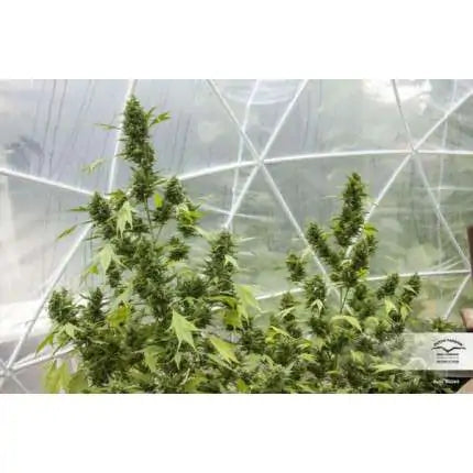 Dutch Passion Auto Duck (Dutch Passion)