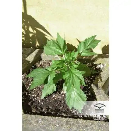 Dutch Passion Auto Duck (Dutch Passion)
