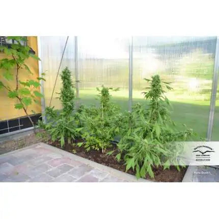 Dutch Passion Auto Duck