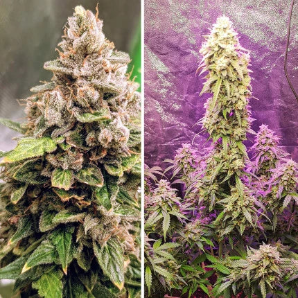 Dutch Passion Auto Euforia (Dutch Passion)