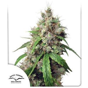 Dutch Passion Auto Euforia
