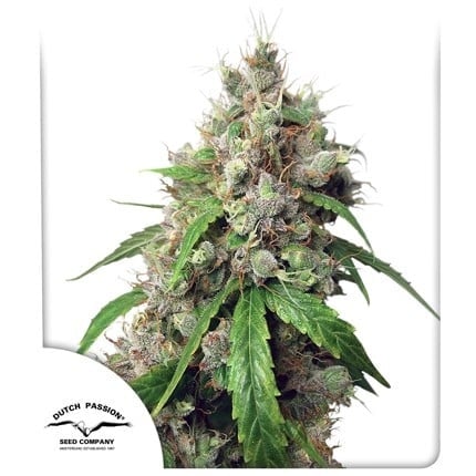 Dutch Passion Auto Euforia