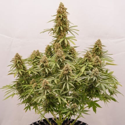 Dutch Passion Auto Euforia