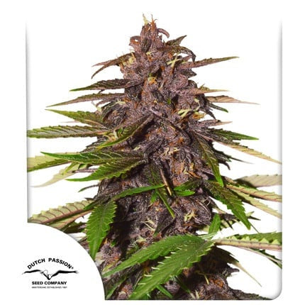 Dutch Passion Auto Forbidden Cherry (Dutch Passion)