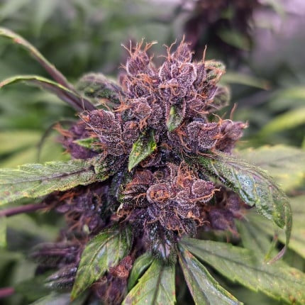 Dutch Passion Auto Forbidden Cherry (Dutch Passion)
