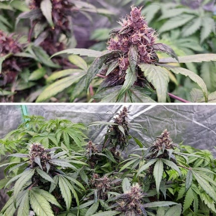 Dutch Passion Auto Forbidden Cherry (Dutch Passion)