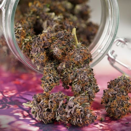Dutch Passion Auto Forbidden Cherry (Dutch Passion)