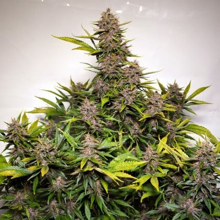 Dutch Passion Auto Forbidden Cherry