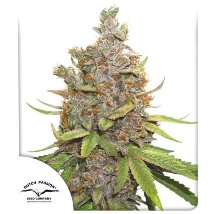 Dutch Passion Auto Glueberry OG (Dutch Passion)