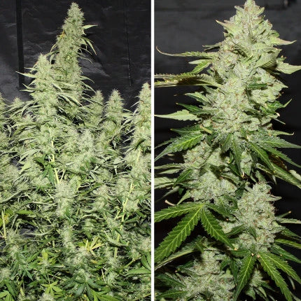 Dutch Passion Auto Glueberry OG (Dutch Passion)