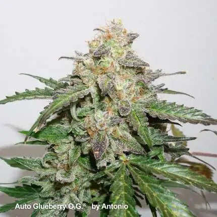 Dutch Passion Auto Glueberry OG (Dutch Passion)