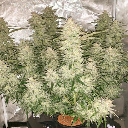 Dutch Passion Auto Glueberry OG (Dutch Passion)