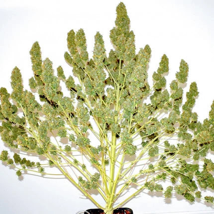 Dutch Passion Auto Glueberry OG