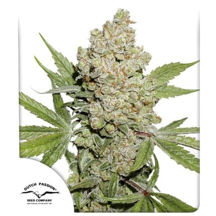 Dutch Passion Auto Lemon Kix (Dutch Passion)