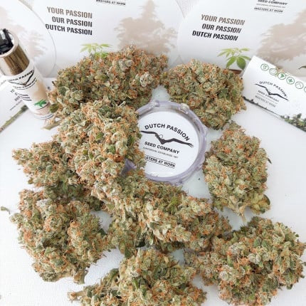 Dutch Passion Auto Lemon Kix (Dutch Passion)