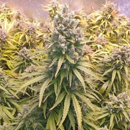 Dutch Passion Auto Lemon Kix (Dutch Passion)
