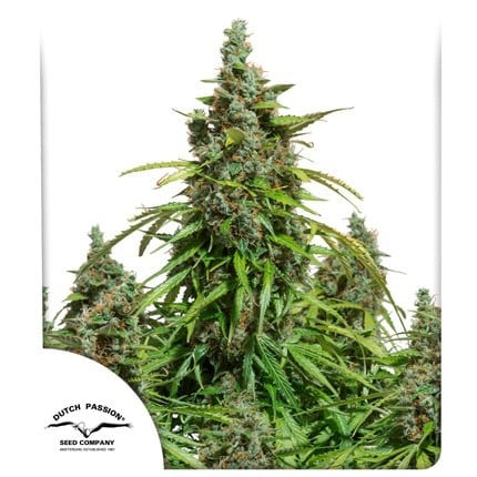 Dutch Passion Auto Mazar (Dutch Passion)