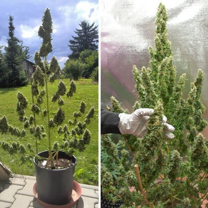 Dutch Passion Auto Mazar (Dutch Passion)