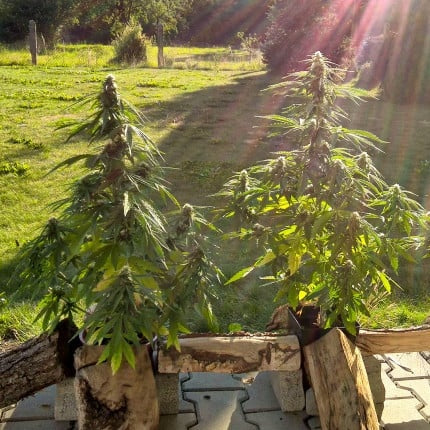 Dutch Passion Auto Mazar (Dutch Passion)