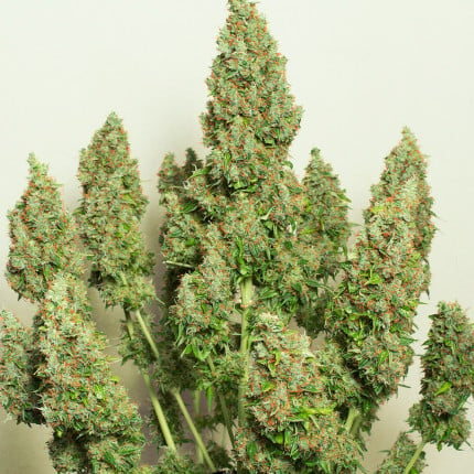 Dutch Passion Auto Mazar
