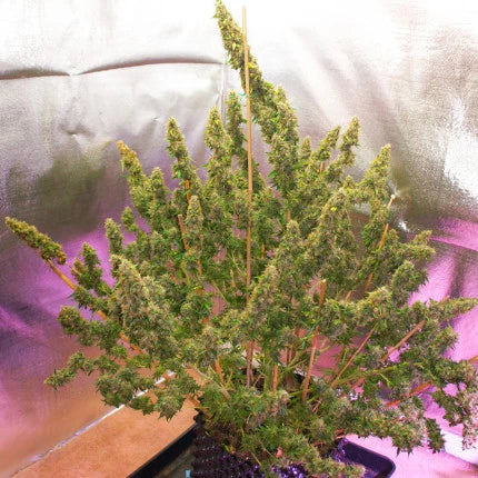 Dutch Passion Auto Mazar