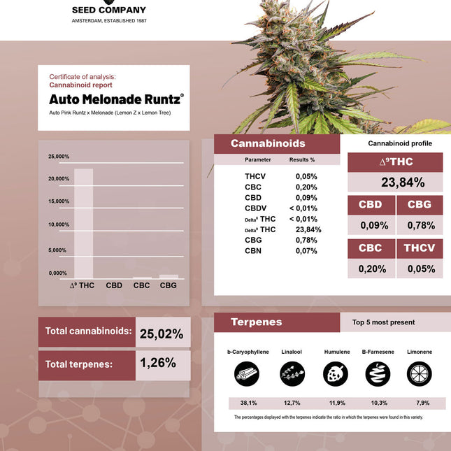 Dutch Passion Auto Melonade Runtz (Dutch Passion)