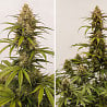 Dutch Passion Auto Melonade Runtz (Dutch Passion)