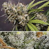 Dutch Passion Auto Melonade Runtz (Dutch Passion)