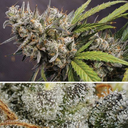 Dutch Passion Auto Melonade Runtz (Dutch Passion)