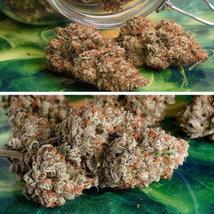 Dutch Passion Auto Melonade Runtz (Dutch Passion)