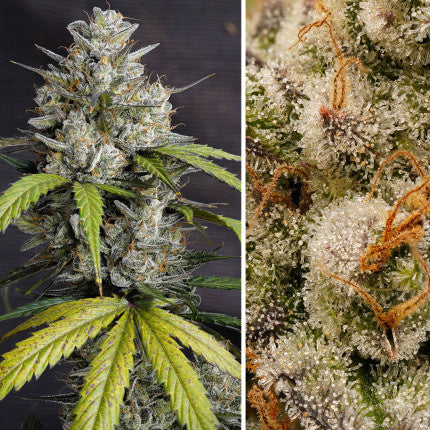 Dutch Passion Auto Melonade Runtz