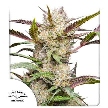 Dutch Passion Auto Mimosa Punch (Dutch Passion)